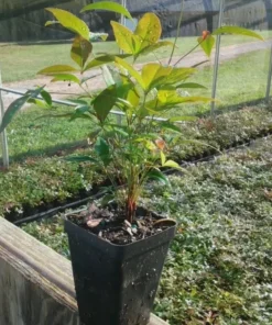 Nandina Domestic Live Plant 6-10