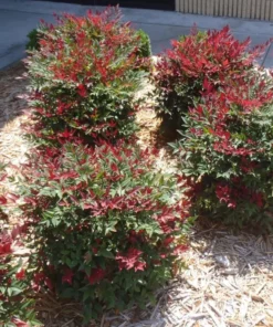 Nandina Domestic Live Plant 6-10