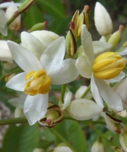 Nandina Domestic Live Plant 6-10