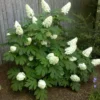 Oak Leaf Hydrangea Live Plant 7-12" Tall in 4" Pot - White Hydrangea Flower Plant - Oakleaf Hydrangea Shrub/ Tree Perennial - Ornamental Tree Outdoor Garden