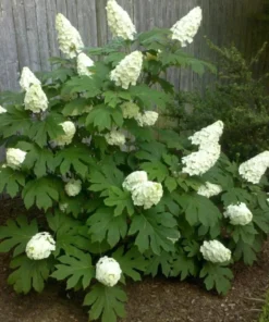 Oak Leaf Hydrangea Live Plant 7-12" Tall in 4" Pot - White Hydrangea Flower Plant - Oakleaf Hydrangea Shrub/ Tree Perennial - Ornamental Tree Outdoor Garden