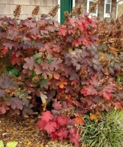 Oak Leaf Hydrangea Live Plant 7-12" Tall in 4" Pot - White Hydrangea Flower Plant - Oakleaf Hydrangea Shrub/ Tree Perennial - Ornamental Tree Outdoor Garden