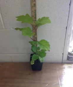 Oak Leaf Hydrangea Live Plant 7-12