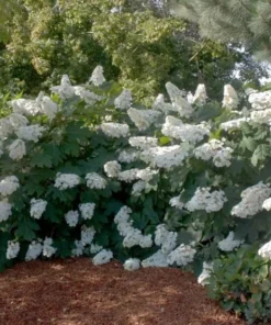 Oak Leaf Hydrangea Live Plant 7-12