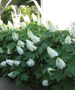 Oak Leaf Hydrangea Live Plant 7-12