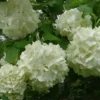 Old Fashion Snowball Viburnum Live Plant 6-12" Tall in 4" Pot - Viburnum Trilobum - Highbush Cranberry - Ornamental Shrub Outdoor Garden