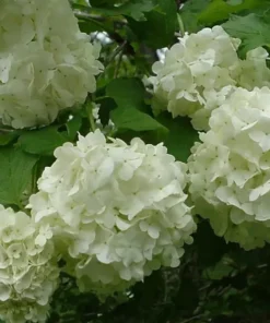 Old Fashion Snowball Viburnum Live Plant 6-12" Tall in 4" Pot - Viburnum Trilobum - Highbush Cranberry - Ornamental Shrub Outdoor Garden
