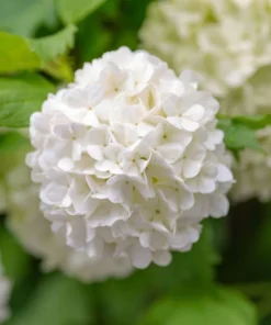 Old Fashion Snowball Viburnum Live Plant 6-12" Tall in 4" Pot - Viburnum Trilobum - Highbush Cranberry - Ornamental Shrub Outdoor Garden