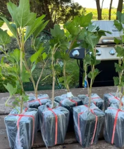 Old Fashion Snowball Viburnum Live Plant 6-12