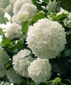 Old Fashion Snowball Viburnum Live Plant 6-12