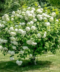 Old Fashion Snowball Viburnum Live Plant 6-12