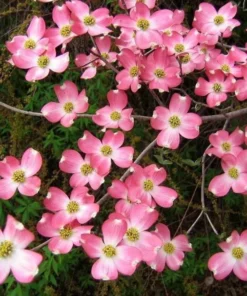 Pink Dogwood Live Plant 10-16" Tall Quart Pot - Cornus Florida - Pink Flowering Dogwood - Pink Flower Tree - Ornamental Plant for Outdoor Garden
