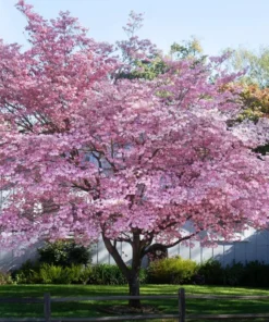 Pink Dogwood Live Plant 10-16" Tall Quart Pot - Cornus Florida - Pink Flowering Dogwood - Pink Flower Tree - Ornamental Plant for Outdoor Garden