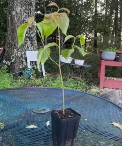 Pink Dogwood Live Plant 10-16