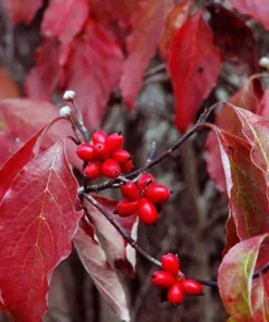 Pink Dogwood Live Plant 10-16