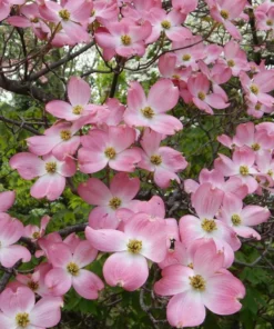 Pink Dogwood Live Plant 10-16