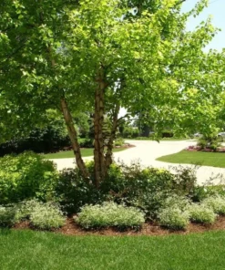 River Birch Multi Stem Tree Live Plant 12-18" Tall in Quart Pot - Betula Nigra - Ornamental Plant for Outdoor Garden