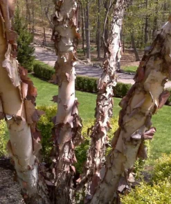 River Birch Multi Stem Tree Live Plant 12-18" Tall in Quart Pot - Betula Nigra - Ornamental Plant for Outdoor Garden