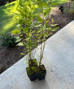 River Birch Multi Stem Tree Live Plant 12-18