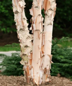 River Birch Multi Stem Tree Live Plant 12-18