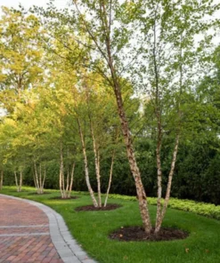 River Birch Multi Stem Tree Live Plant 12-18