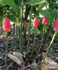 Shampoo Ginger Roots - 10 Pack - Awapuhi Zingiber Zerumbet Rhizomes for Garden