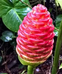 Shampoo Ginger Roots - 10 Pack - Awapuhi Zingiber Zerumbet Rhizomes for Garden