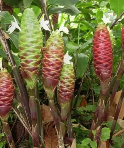 Shampoo Ginger Roots - 10 Pack - Awapuhi Zingiber Zerumbet Rhizomes for Garden