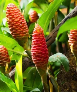 Shampoo Ginger Roots - 10 Pack - Awapuhi Zingiber Zerumbet Rhizomes for Garden