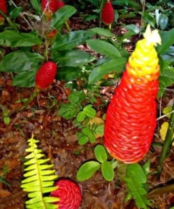 Shampoo Ginger Roots - 10 Pack - Awapuhi Zingiber Zerumbet Rhizomes for Garden