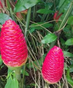 Shampoo Ginger Roots - 10 Pack - Awapuhi Zingiber Zerumbet Rhizomes for Garden