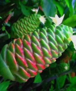 Shampoo Ginger Roots - 10 Pack - Awapuhi Zingiber Zerumbet Rhizomes for Garden