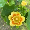 Tulip Tree Live Plant 18-24" Tall in Quart Pot - Liriodendron Tulipifera - Tulip Poplar Tree - Yellow Poplar - Ornamental Tree for Outdoor Garden