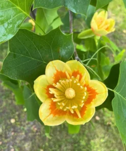 Tulip Tree Live Plant 18-24" Tall in Quart Pot - Liriodendron Tulipifera - Tulip Poplar Tree - Yellow Poplar - Ornamental Tree for Outdoor Garden