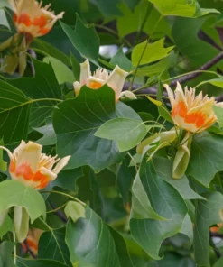 Tulip Tree Live Plant 18-24" Tall in Quart Pot - Liriodendron Tulipifera - Tulip Poplar Tree - Yellow Poplar - Ornamental Tree for Outdoor Garden