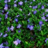 Vinca Minor Periwinkle Plant in 4" Pot - Evergreen Ground Cover - Hardy Trailing Perennial - Creeping Myrtle