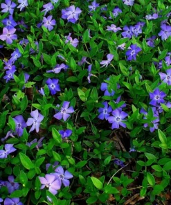 Vinca Minor Periwinkle Plant in 4" Pot - Evergreen Ground Cover - Hardy Trailing Perennial - Creeping Myrtle