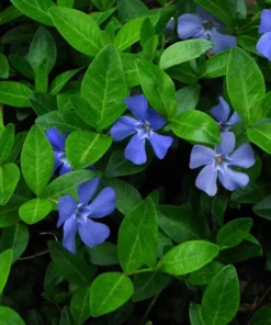 Vinca Minor Periwinkle Plant in 4" Pot - Evergreen Ground Cover - Hardy Trailing Perennial - Creeping Myrtle