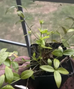 Vinca Minor Periwinkle Plant in 4