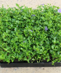 Vinca Minor Periwinkle Plant in 4