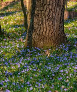 Vinca Minor Periwinkle Plant in 4