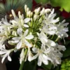 White Agapanthus Plant - African Lily, 5-6" Tall, Hardy Perennial Flower