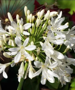 White Agapanthus Plant - African Lily, 5-6" Tall, Hardy Perennial Flower