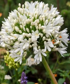 White Agapanthus Plant - African Lily, 5-6" Tall, Hardy Perennial Flower