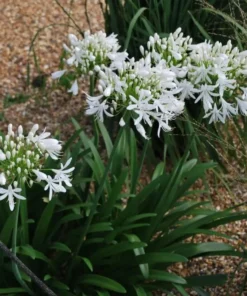 White Agapanthus Plant - African Lily, 5-6