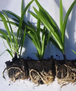 White Agapanthus Plant - African Lily, 5-6