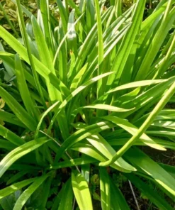 White Agapanthus Plant - African Lily, 5-6