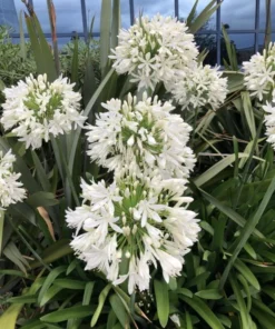 White Agapanthus Plant - African Lily, 5-6