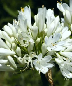 White Agapanthus Plant - African Lily, 5-6