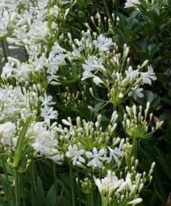 White Agapanthus Plant - African Lily, 5-6